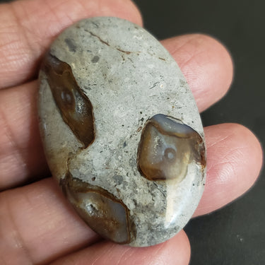Natural Colus Fossil Agate Cabochon. Size- 47x30mm